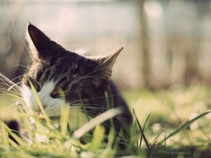 De ce pisicile mănâncă iarbă, hranesc pisici, animale de companie