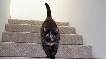 Această ghicitoare de pisică coboară sau urcă scările