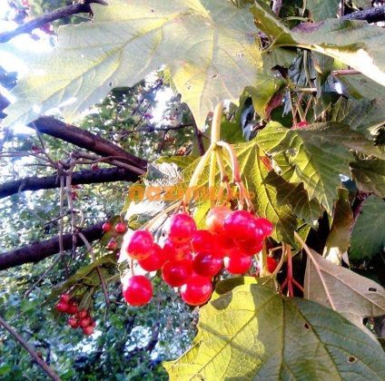 Înghețarea unei vitamine - rețetă foto a unui preparat pentru iarnă