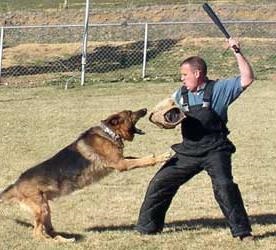Захист від собаки методи