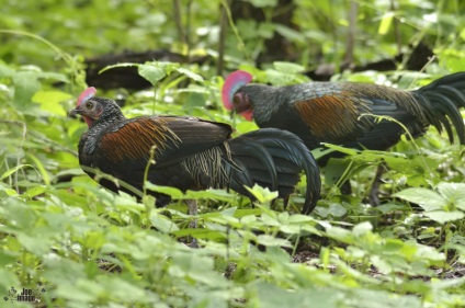 Pui de junglă verde - o lume animală uimitoare