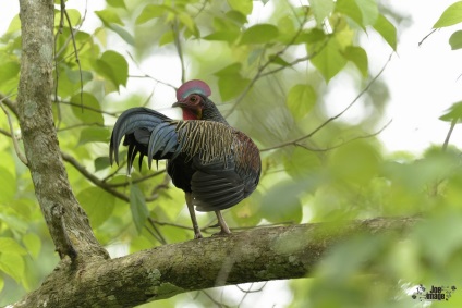 Pui de junglă verde - o lume animală uimitoare