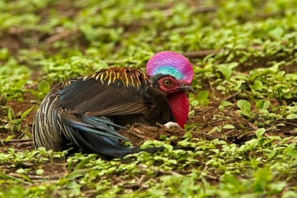 Green junglefowl - lumea minunată a animalelor