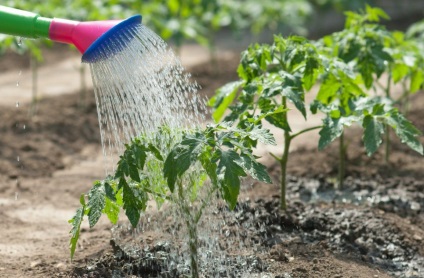 Спека і урожай - як допомогти овочам пережити літо
