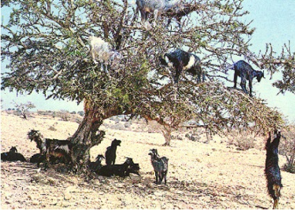 Arborele de argan de fier ghimpată - uleiul de argan, vivasan (vivasan) Togliatti