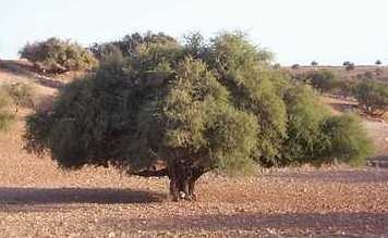 Arborele de argan de fier ghimpată - uleiul de argan, vivasan (vivasan) Togliatti