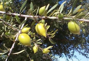 Arborele de argan de fier ghimpată - uleiul de argan, vivasan (vivasan) Togliatti