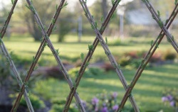 Hedge, creștere rapidă, arbuști, plante de vară