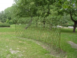 Hedge, creștere rapidă, arbuști, plante de vară