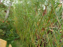 Hedge, creștere rapidă, arbuști, plante de vară