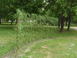 Hedge, creștere rapidă, arbuști, plante de vară