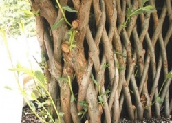 Hedge, creștere rapidă, arbuști, plante de vară