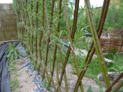 Hedge, creștere rapidă, arbuști, plante de vară