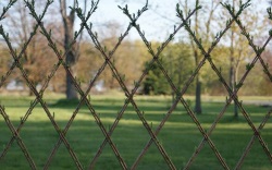 Hedge, creștere rapidă, arbuști, plante de vară