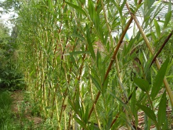 Hedge, creștere rapidă, arbuști, plante de vară