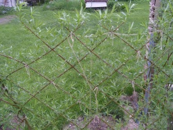 Hedge, creștere rapidă, arbuști, plante de vară