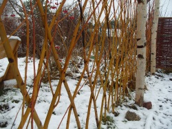 Hedge, creștere rapidă, arbuști, plante de vară