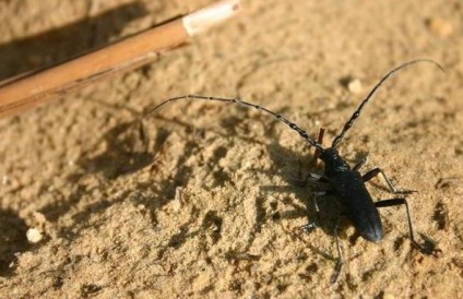 Beetle-márna, hogyan lehet megszabadulni