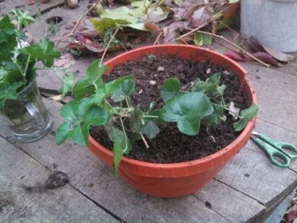 Depozitarea de iarnă a fulgi de Pelargonium, propagare cu butași verzi