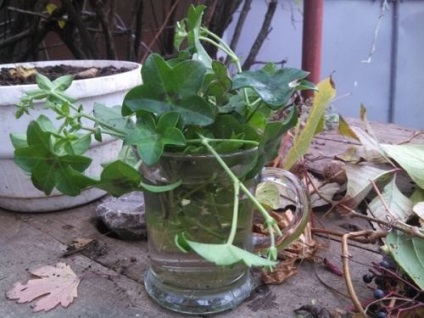 Depozitarea de iarnă a fulgi de Pelargonium, propagare cu butași verzi