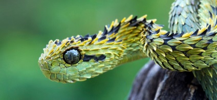 Snake - a mágikus shuvani