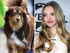 Celebrități care și-au luat câinii din adăpost sau din stradă - diverse - articole de catalog