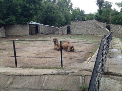 Almaty állatkert lakói, fényképek és vélemények