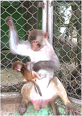 Az állattenyésztésben alkalmazott laboratórium óvoda majmok