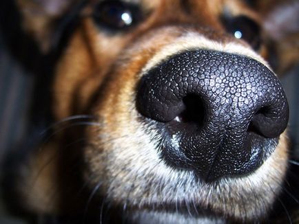 10 Fapte despre animale și mirosuri - factum