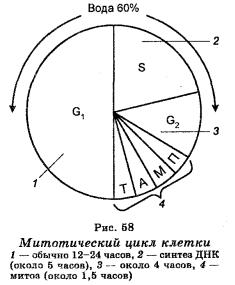 18 Розмноження клітин