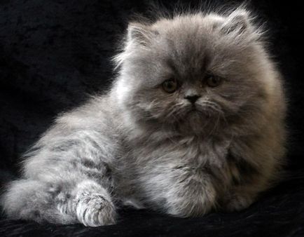 20 Cele mai neobișnuite și mai scumpe pisici din lume