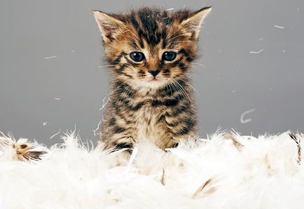 23 Viețile utile pentru proprietarul unei pisici - în lumea interesantă