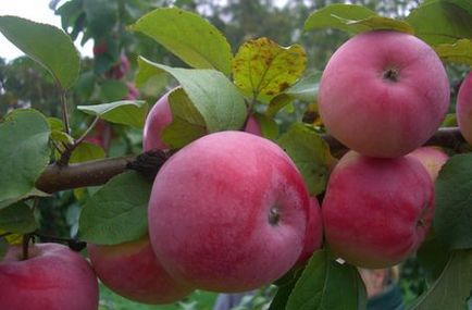 5 Cele mai populare soiuri de mere, 6 hectare