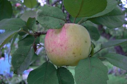 5 Cele mai populare soiuri de mere, 6 hectare