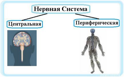 Адаптол при ВСД - показання, протипоказання, при панічних атаках