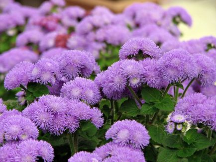 Ageratum îngrijire mexicană, plantare și în decor gradina Foto