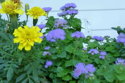 Ageratum мексикански поддръжка, озеленяване и градина декор снимка