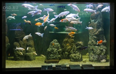 Complexul de acvariu în mijlocul a 38 de pavilioane - împărăția peștilor și dormitor