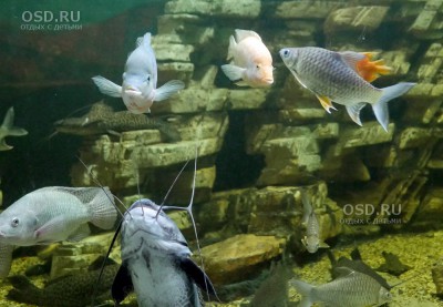 Complexul de acvariu în mijlocul a 38 de pavilioane - împărăția peștilor și dormitor