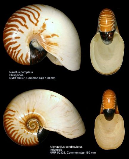 Allonautilus și nautilus - nautilide moderne