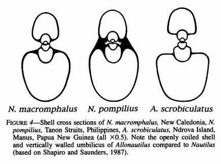 Allonautilus și nautilus - nautilide moderne