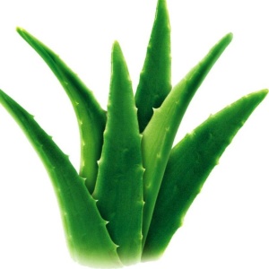 Aloe vera szeretik a természetet ellátás kombinált arcbőrre