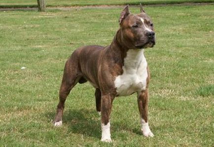 Amerikai Staffordshire Terrier - egy leírást a kutya fajtája és szabványos fotók, képzés, gondozás és