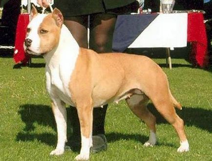 American Staffordshire Terrier - o descriere a rasei câinelui și standard, fotografie, instruire, îngrijire și