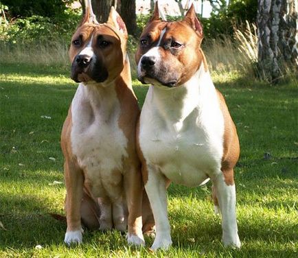 Американський стаффордширський тер'єр - опис породи собаки і стандарт, фото, дресирування, догляд і