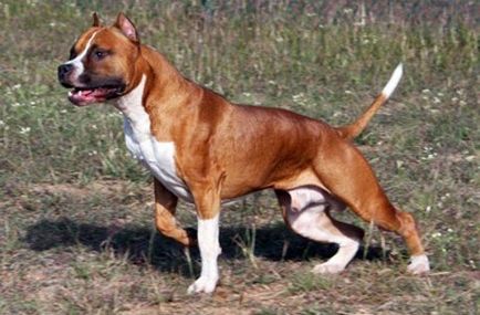 Американський стаффордширський тер'єр - опис породи собаки і стандарт, фото, дресирування, догляд і