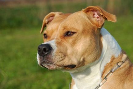 Amerikai Staffordshire Terrier - egy leírást a kutya fajtája és szabványos fotók, képzés, gondozás és