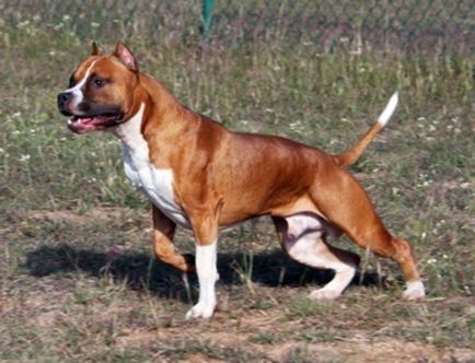 American Staffordshire Terrier, rasa de animale domestice