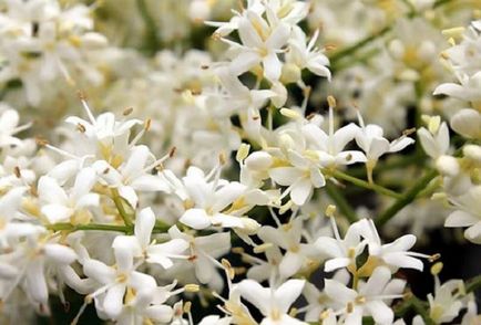 Amur lila leírás, telepítési és karbantartási, fotó (lila) Amur lila leírás, telepítési és karbantartási, fotó