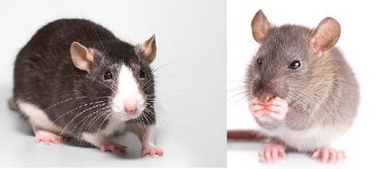 Analiza fabulei unui șoarece și a unui șobolan